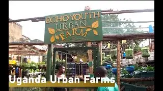 Urban farming in Uganda tackles food insecurity and youth unemployment