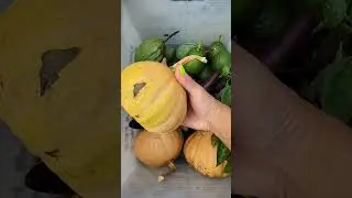 How to Prepare Your Garden For Hurricane Idalia #hurricane #garden #gardeningtips #harvest #seeds