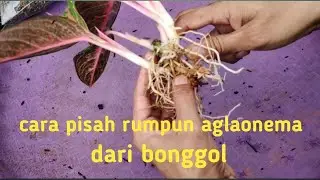 Cara pisah rumpun aglaonema dari bonggolnya#aglaonema #aglonema #semiaglao #aglo #mediatanam