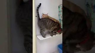 Happy Sunday!&bull;&bull;#cats #catsofinstagram #cat #catkennel #catchalet #catfunny #catlovers #catboarding