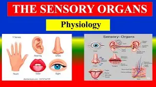 THE SENSORY ORGANS - Physiology - Part -1 - overview, Functions, skin, Vision, Vision- for nursing