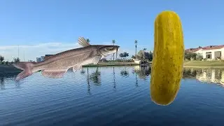 Fishing with a PICKLE?!?! (Bait Challenge)