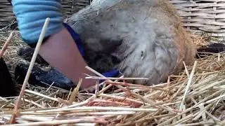 Lambing 2019 No 4 hr