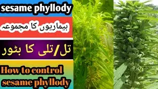 تل/تلی کا بٹور  || تل کی خطرناک بیماری ||How to control  Phyllody in sesame