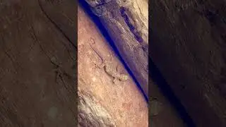 lizard videos #WildlifeMoments #ReptileEncounters