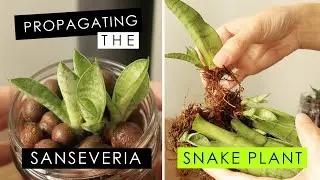 SANSEVIERIA - GROWING & PROPAGATION!