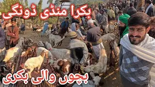 Largest animal market of AJK || Dongi miluvashi mandi #goats 