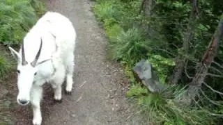 Garden Wall Goat at Glacier 2009