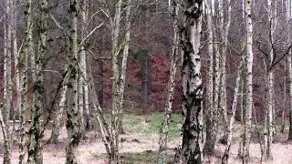 Silver Birch Trees