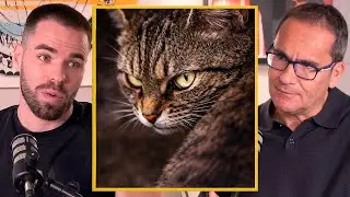 Tu Gato Podría Ser un Psicópata y No Lo Sabes – Biólogo Explica Por Qué