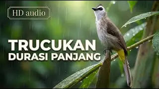 🔴 LIVE 🔥 Trucukan 🎶 Tembus & Rapat