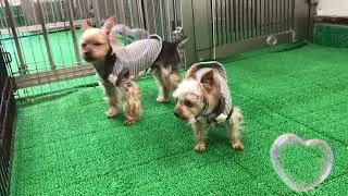 20251229　ダックペットサービス　朝のわんこ達