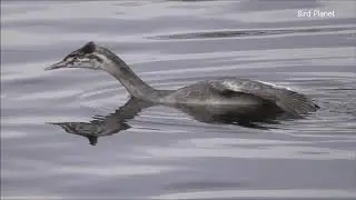 Птицы Колонистского пруда. Нижний (Отдельный парк) Пушкина.