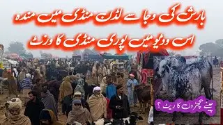 Luddan Mandi update 2025 ki akhri mandi 31 December barish ka mahol 