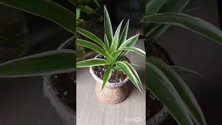 Make this cute plant pot 🌿 #plants #decoration #coconutshell