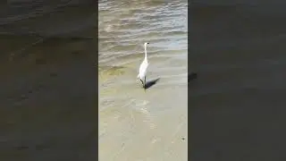 A cute little egret that was on the beach 🏝️ #egret #bird #beach