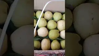 gava packing Pakistan