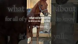 To remember the name 😎 #horse #equestrianjourney #equestrian #fyp