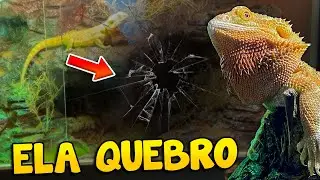 Meu Dragão Barbudo QUEBROU o terrário novo