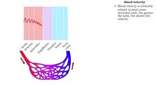 Net filtration pressure and lymph formation, edema & blood velocity