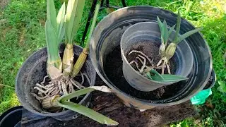 Live Share repoting Anggrek Gurun MY Orchids Banyuwangi