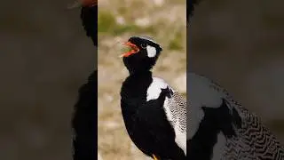 Quilled Bustard Calls  Wincent   mZaaR #nature #wildlife #bird
