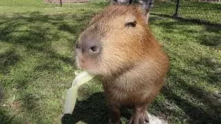 We Met Exotic & Endangered Animals At Amazing Animals! | Capybara, Tortise ASMR & More!