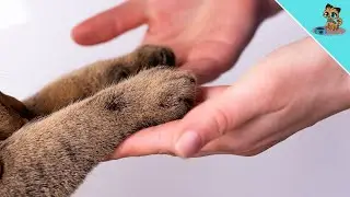 THAT'S Why Your Cat Reaches Out Her Paw At You!