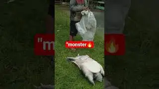 TERTANGKAP MONSTER LABI2/BULUS PENUNGGU BENDUNGAN BATUTEGI 🔥#KAWAN SPEARO.