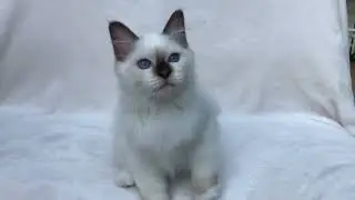 Birman kitten is available www.birmans.eu