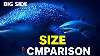 Biggest Sharks in the World 🦈 | 3D Size Comparison (You Won&rsquo;t Expect #1)