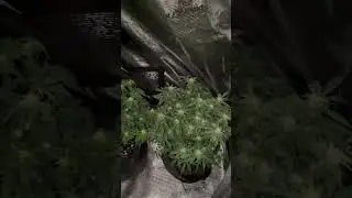 2x4 grow tent #foryou #trending #viral #plants #garden #viralvideo #nature #fy #shortvideo #shorts