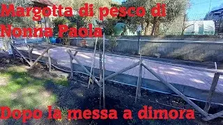 Margotta di pesco di Nonna Paola dopo il distacco