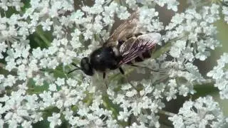 Soldier Fly (Stratiomyidae: Stratiomys badia) on Blossom