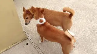 Remembering Basenji's Graham and Ginger