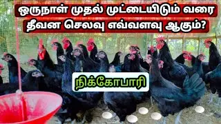 ஒருநாள் குஞ்சியிலிருந்து முட்டையிடும் வரை ஒரு கோழிக்கு எவ்வளவு செலவாகும்! nicobari