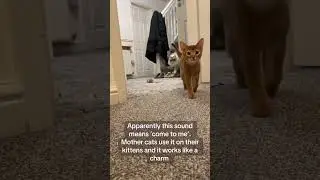 @ooginfink: #cat  #catlover #kitty