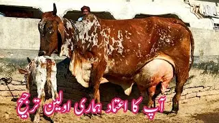 ..✈️✈️.. Allhumdulillah 🌹 Pure Cholistani Cow 🐄 For Sell Out On Pakpattan Animal Tv. Dec 20, 2025.