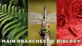 Main Branches of Biology