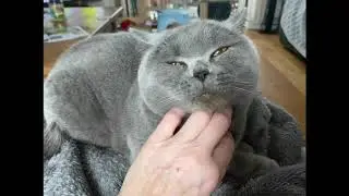 British Blue Shorthair Cat Max, purring on his Mum&rsquo;s knee