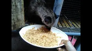 Makanan Murah Untuk Musang | Otewe Gemuk