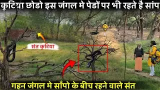 विषैले घातक सर्पों के बीच में भारी कहर संत की कुटिया में यहां नजर आया पेड़ो पर भी रहते हैं सर्प