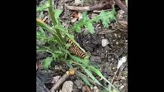 Cinnabar Moth Caterpillars
