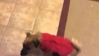 Twister and His New Red Coat
