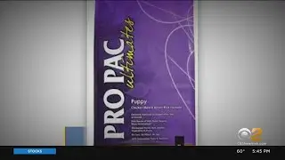 Dog And Cat Food Brands Sold Nationwide Recalled Over Salmonella Concerns