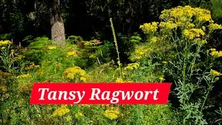 Tansy Ragwort by Dan Wehmeier