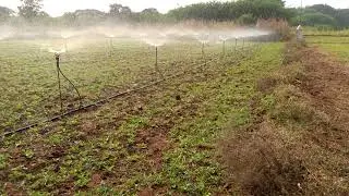 Butterfly Sprinkler irrigation