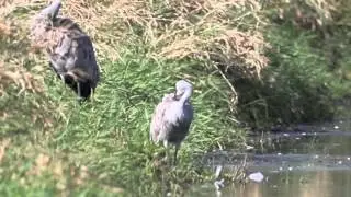 Sandhill Crane Using Reed Like A Washcloth