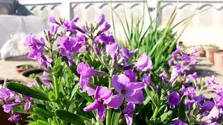 Gamalon mein  Stock flowers | Growing and care | Urdu/Hindi