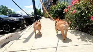 Roman & Titus - 87th Walk - New Week
